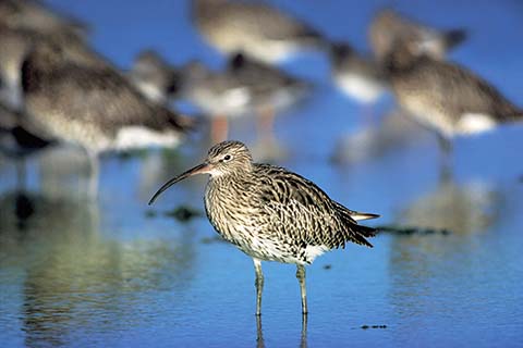 curlew