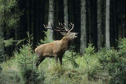 elk