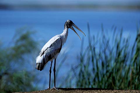 ibis