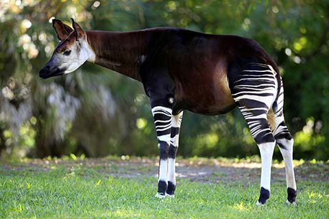 okapi