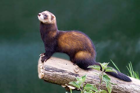 polecat