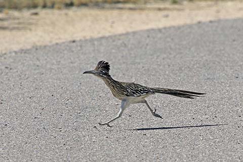 roadrunner