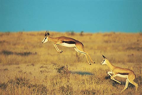 springbok