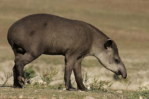 tapir