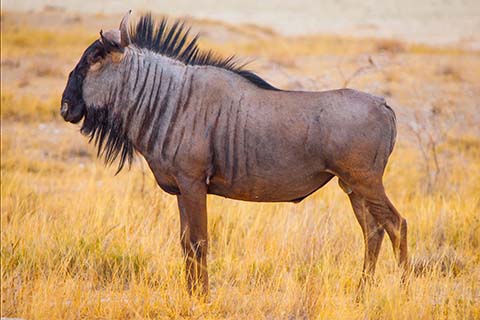 wildebeest