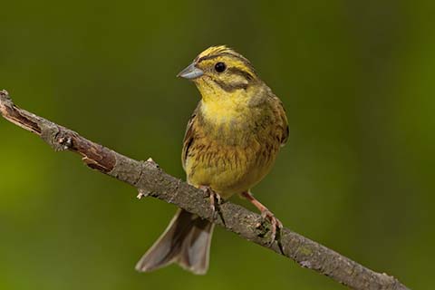 yellowhammer