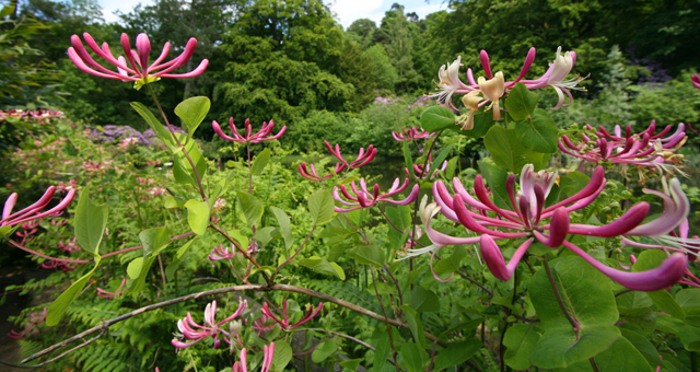 honeysuckle