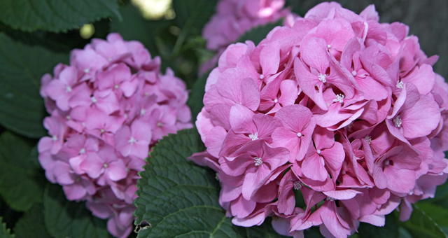 hydrangea