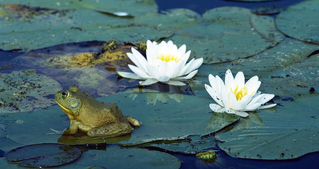 water lily