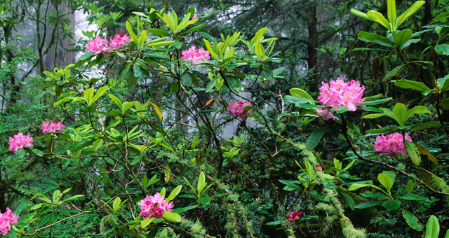 rhododendron