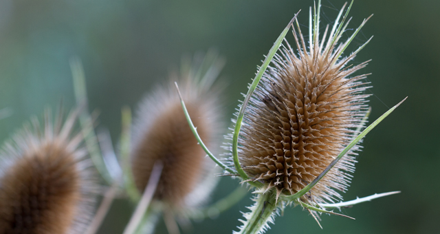 teasel