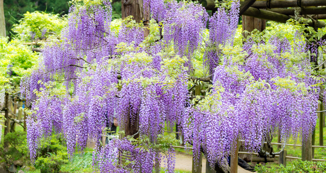 wisteria